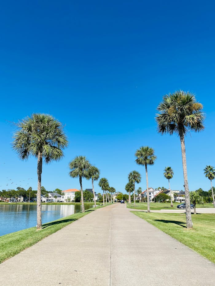 Scenic view of palm trees lining a pathway beside a calm lake under a clear blue sky.